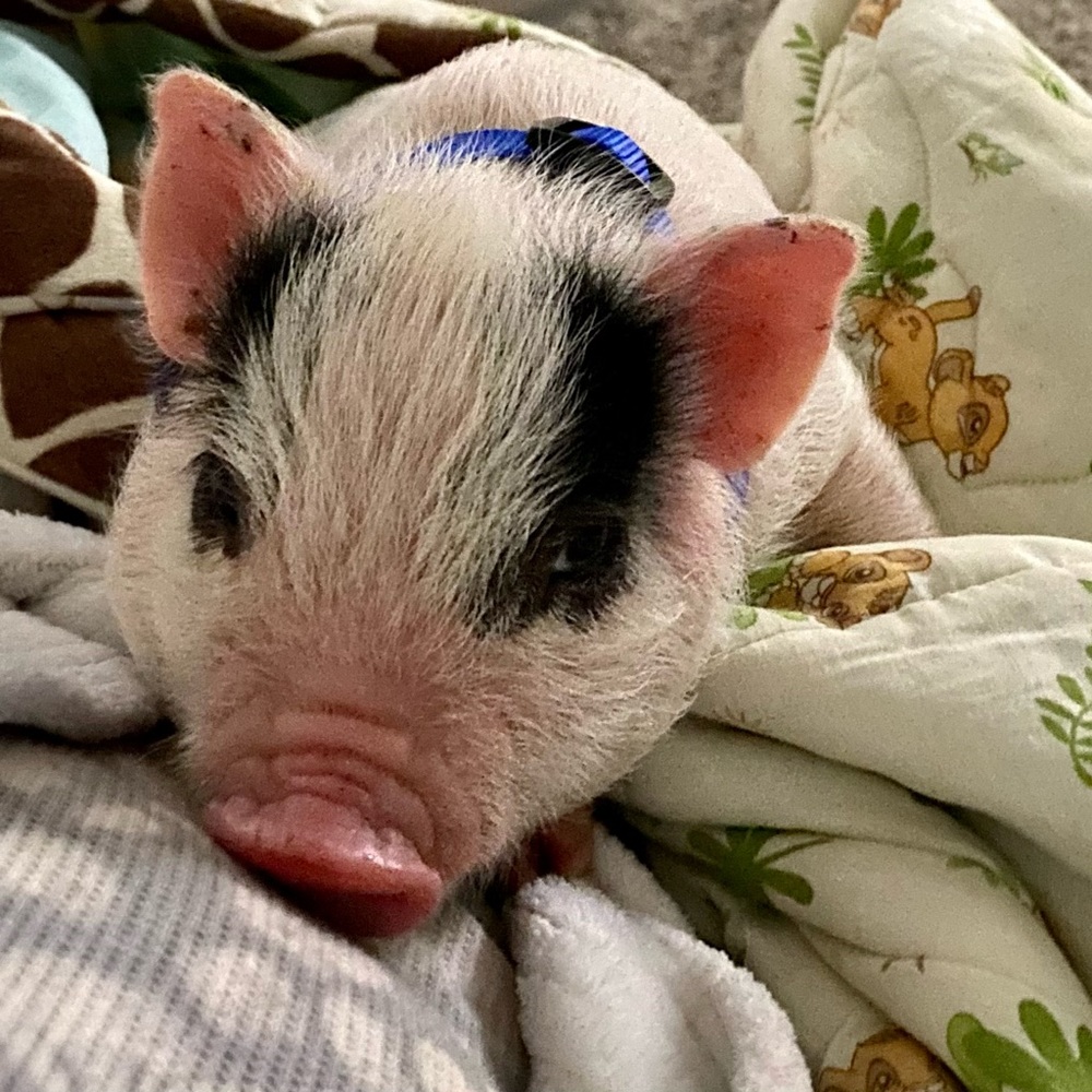 The newest addition to our family🐷🐖 - Picture 3 of 6